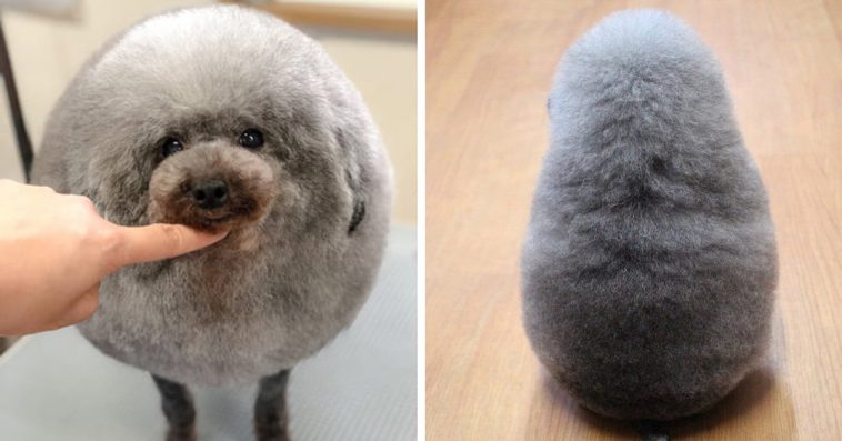 fluffy ball dogs
