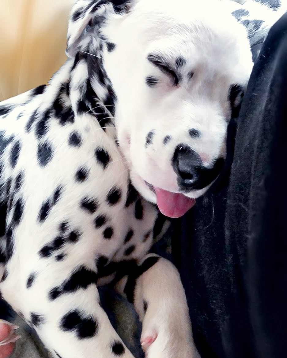 Meet Wiley, The Dalmatian Puppy With A HeartShaped Nose