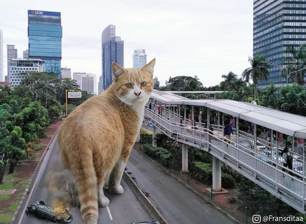 giant cat city