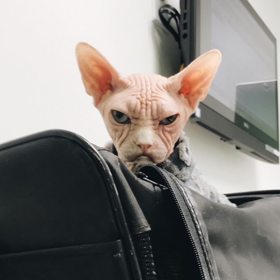 Meet Loki, The World's Grumpiest Sphynx Cat Who Looks Like He's Judging