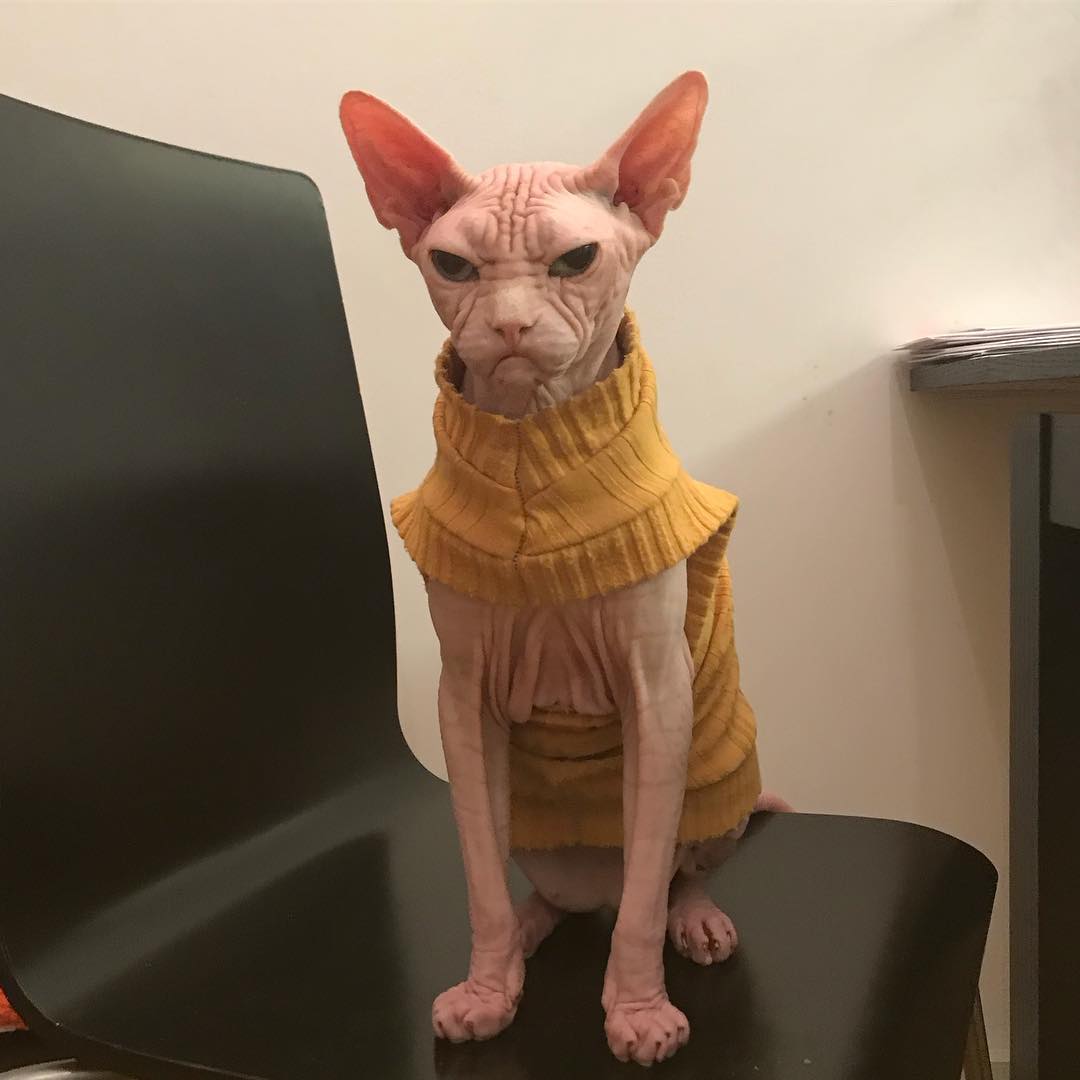 Meet Loki, The World's Grumpiest Sphynx Cat Who Looks Like He's Judging