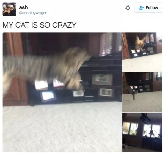 15+ Hilarious Cat Tweets That Are Impawsible Not To Laugh At - Page 3 of 5