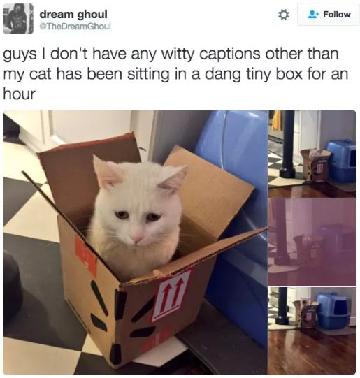 15+ Hilarious Cat Tweets That Are Impawsible Not To Laugh At - Page 4 of 5