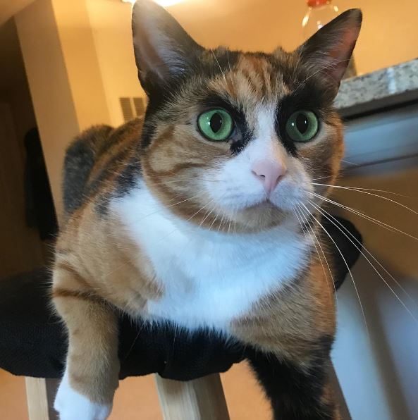 Meet Lilly, The Cat With Weird Eyebrows Who Looks Like She's Always ...