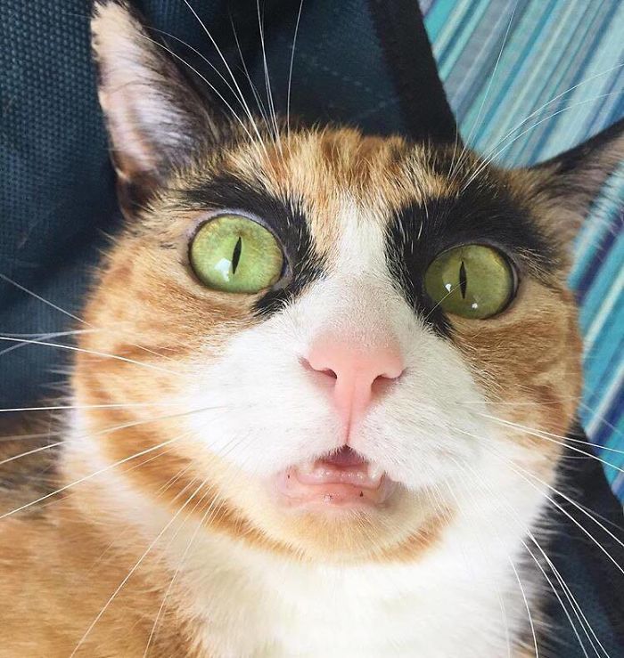 Meet Lilly, The Cat With Weird Eyebrows Who Looks Like She's Always