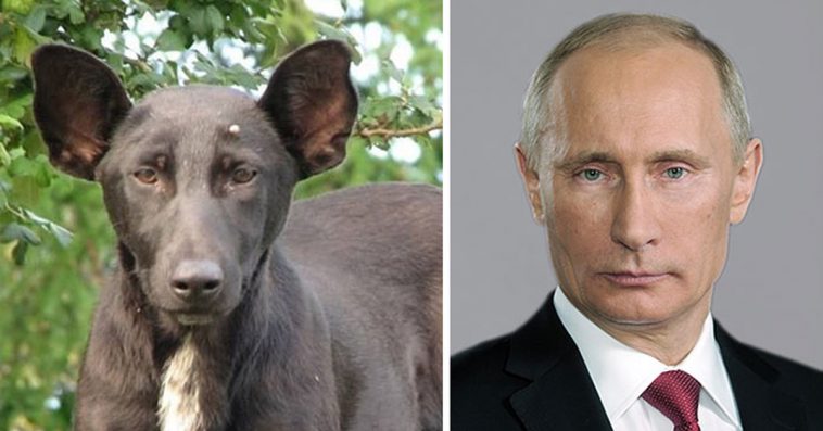 what do humans look like to dogs