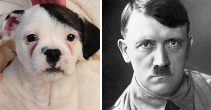 famous peoples dogs