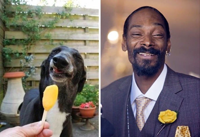 Dog looking like Snoop Dogg