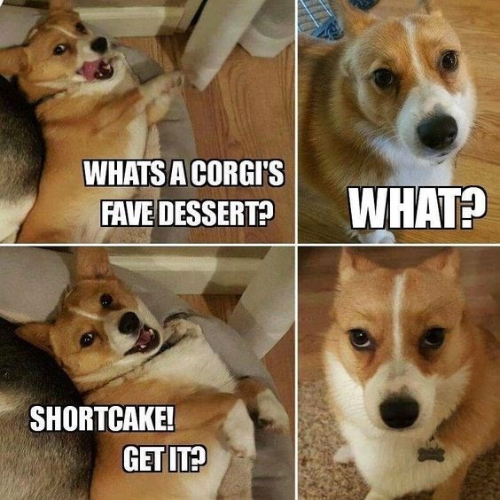 22 Funny Corgis That Are Here To Put A Smile On Our Face - Page 2 of 2