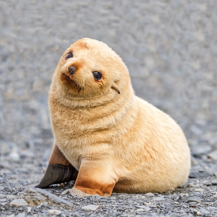 22 Baby Animals That Are Too Cute To Be True