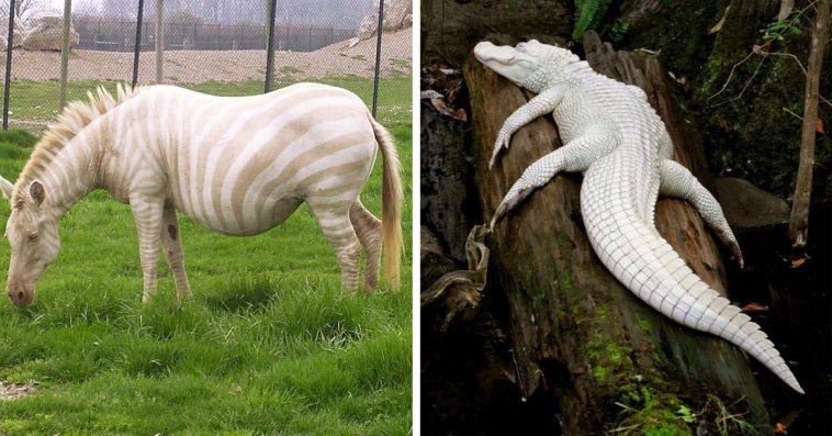 22 Rare Albino Animals That Look Like They Come From Another World