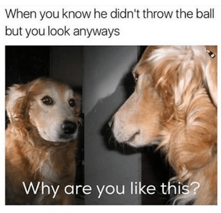 39 Funny Animal Memes That Are Impawsible Not To Laugh At