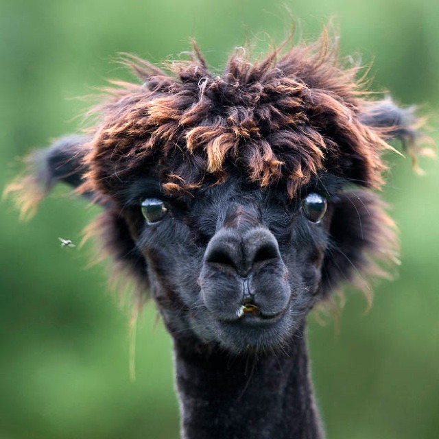 hilarious-alpaca-hairstyles-1