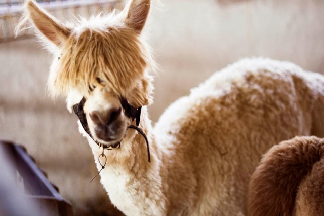 hilarious-alpaca-hairstyles-11