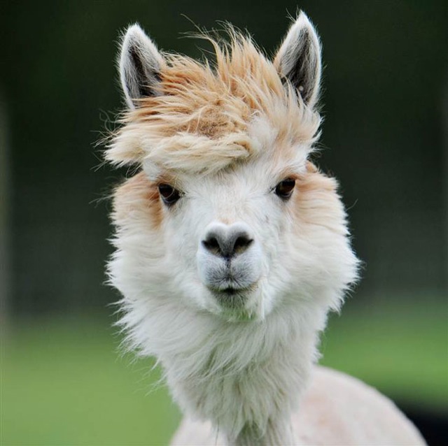 hilarious-alpaca-hairstyles-12