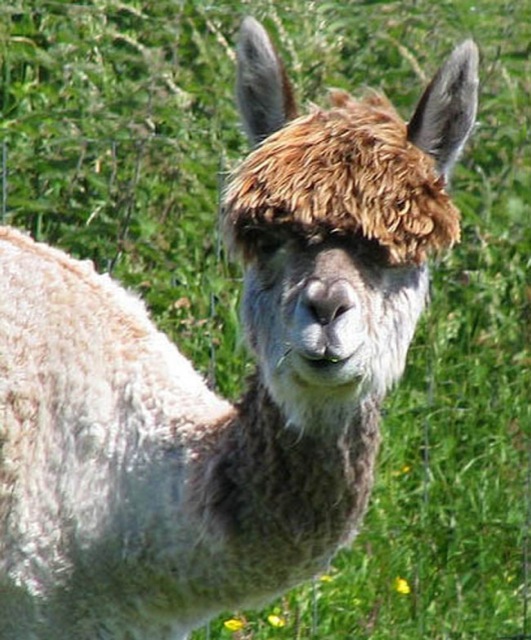 hilarious-alpaca-hairstyles-18