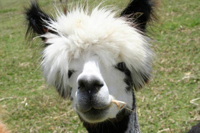 hilarious-alpaca-hairstyles-4