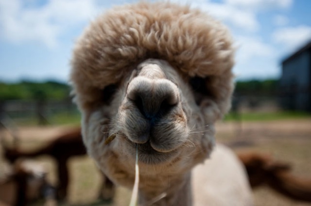 hilarious-alpaca-hairstyles-7