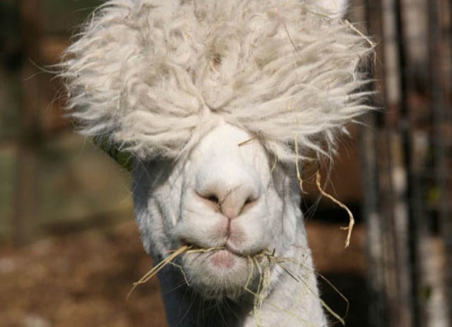 hilarious-alpaca-hairstyles-8