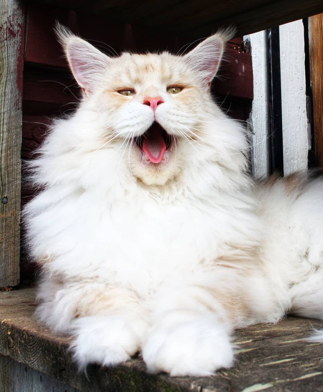 Meet Lotus, The Huge Fluffy Maine Coon Cat That's Going Viral On