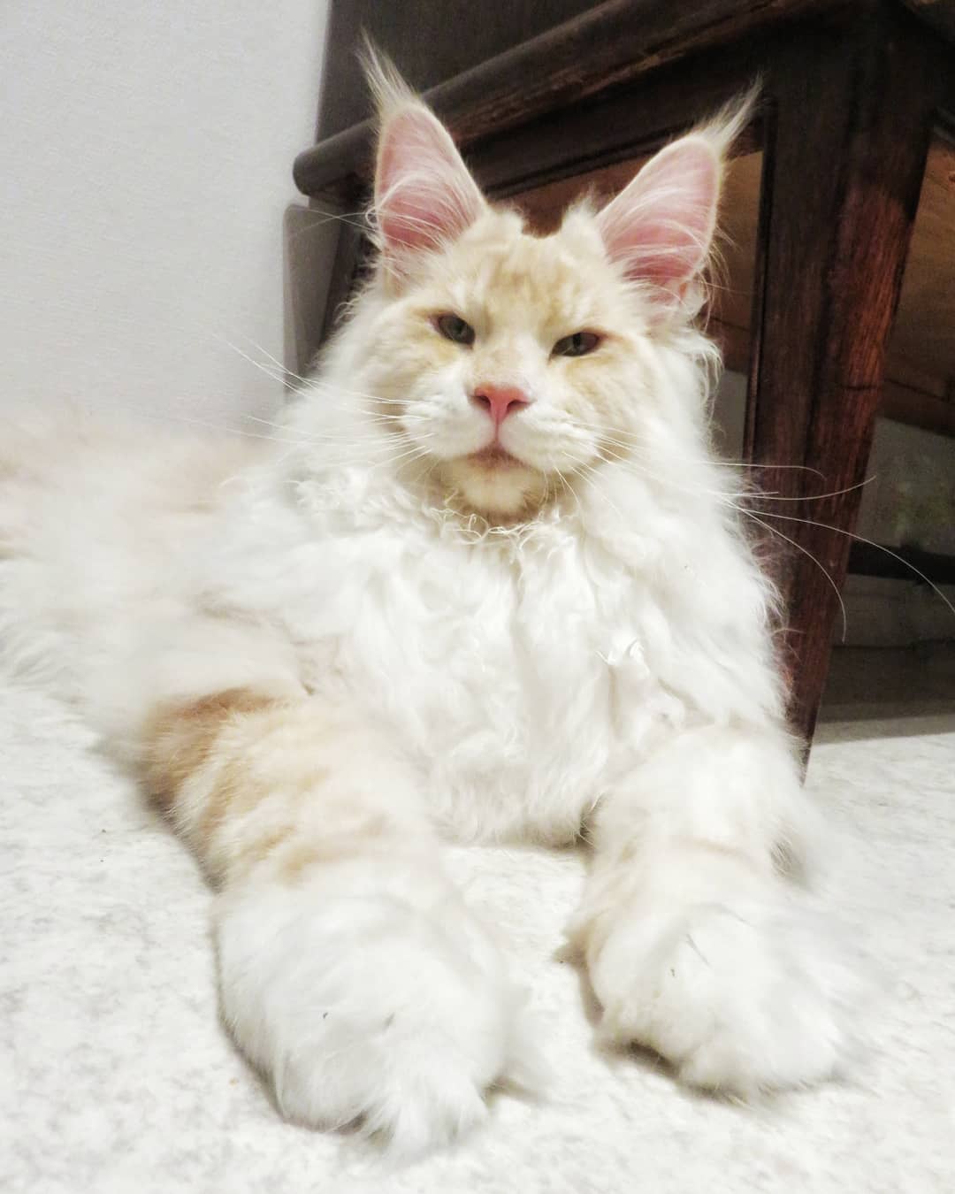 Meet Lotus, The Huge Fluffy Maine Coon Cat That's Going Viral On