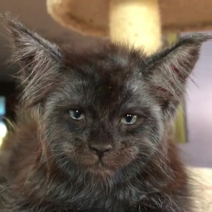 Meet Valkyrie, The Maine Coon Cat With A Human-Like Face That's Going