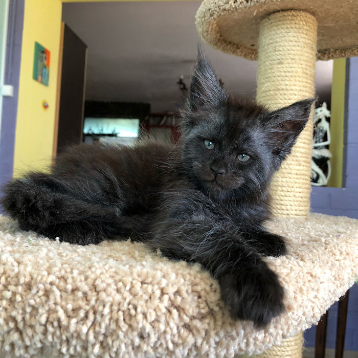 Meet Valkyrie, The Maine Coon Cat With A Human-Like Face That's Going