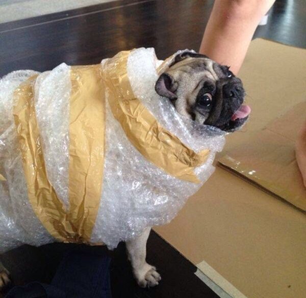 People Are Posting Hilarious Photos Of Their Pugs, And They Prove They