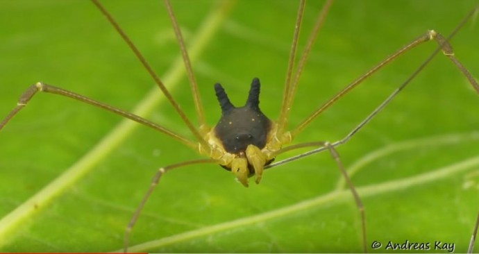 a spider that look like a dog