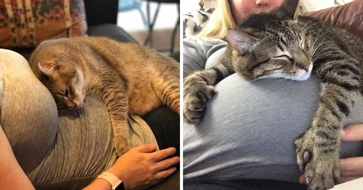 10+ Adorable Photos Of Pets Who Can't Wait To Meet Their Baby Human Friends