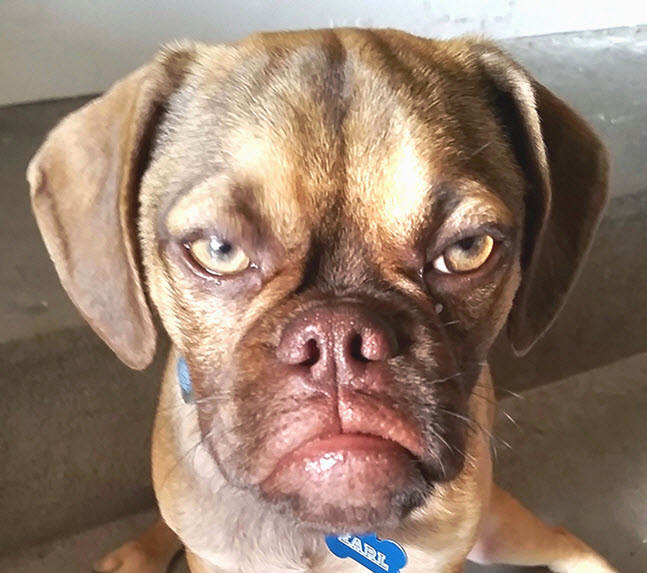 15 Dogs With Facial Expressions That Look So Human, It&#39;s Hilarious