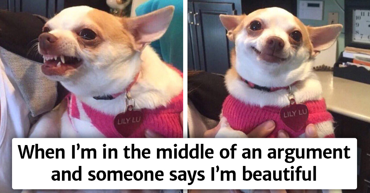 15 Dogs With Facial Expressions That Look So Human, It’s Hilarious