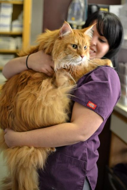 20 Amazing Pictures With Large Maine Coon Cats