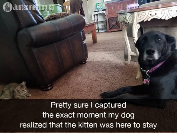 20 Of The Funniest Dog Snapchats Ever