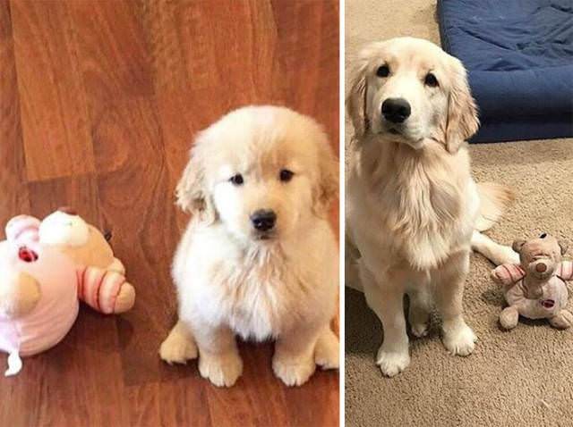 40 Photos Proving That, From Puppyhood To Doghood, Nothing Changes At All