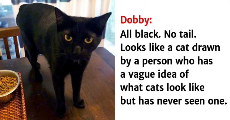 dobby cat black