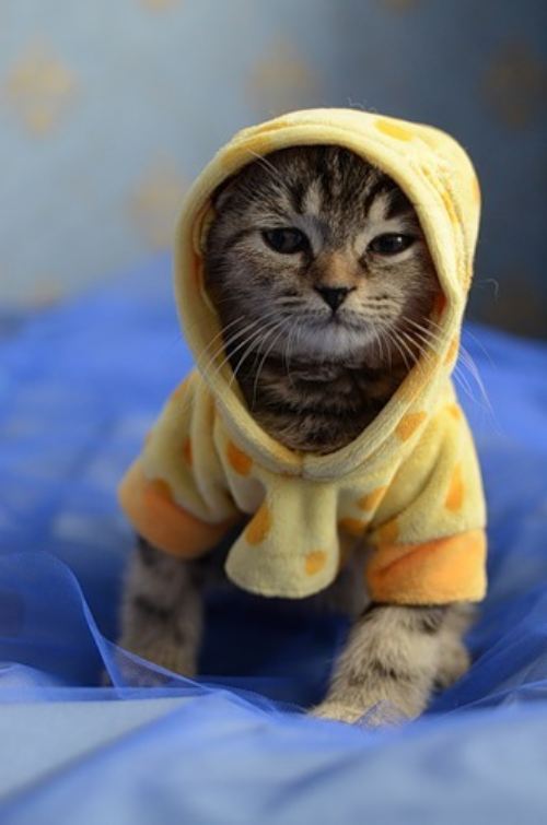 Cats In Hoodies Are A Thing Now, And We Can't Get Enough Of Them - Page ...