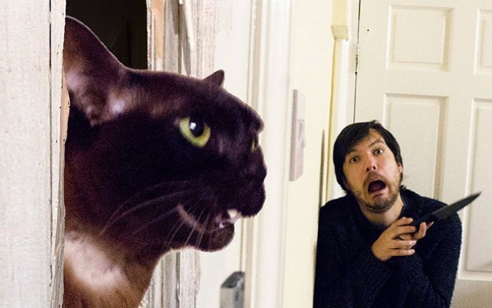 Guy Recreates Famous Movie Scenes With His Cats, And The Results Are Downright Hilarious