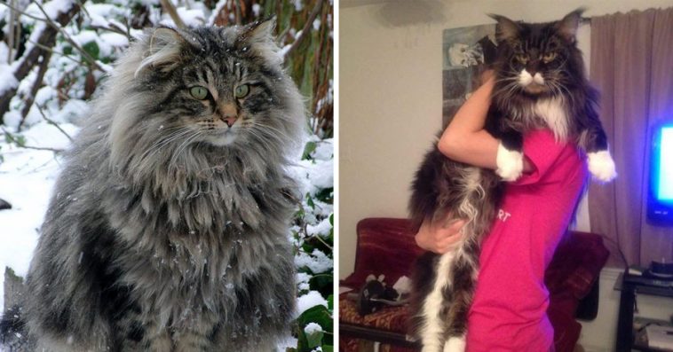 21 Huge Cats That Will Make Your Cat Look So Small