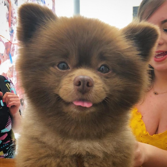 Meet Bertie, The Chocolate Pomeranian Who Looks Just Like A Baby Bear