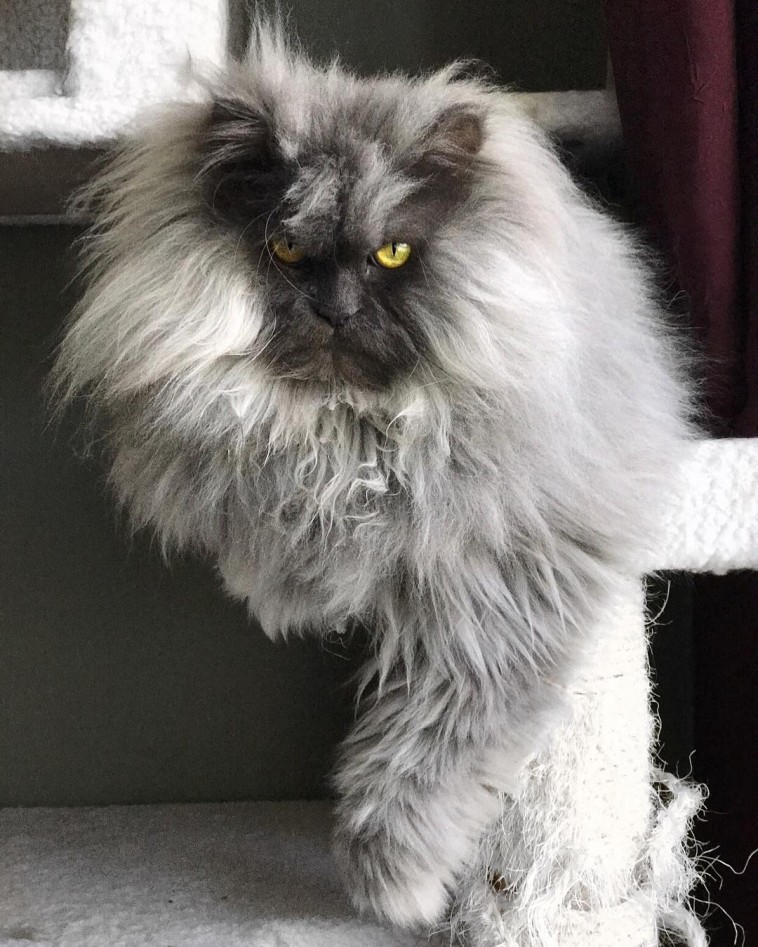 Meet Juno, The Beautiful Angry Cat Who Looks Permanently Pissed Off At ...