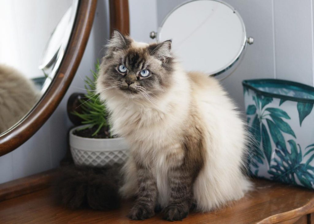 merlin ragdoll