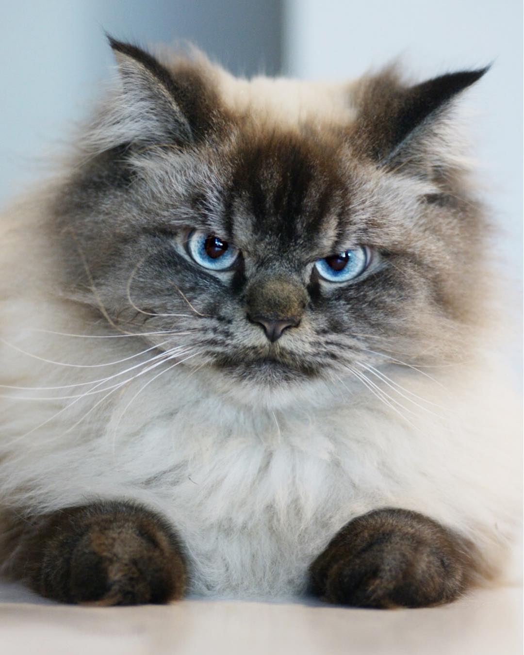 Meet Merlin, The Ragdoll Cat Who Looks Always Pissed Off - Page 3 of 4