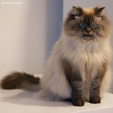 merlin ragdoll