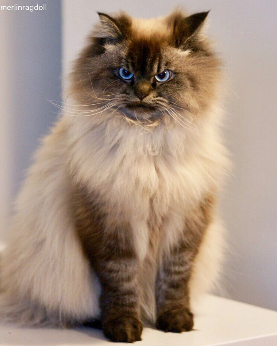 merlin ragdoll