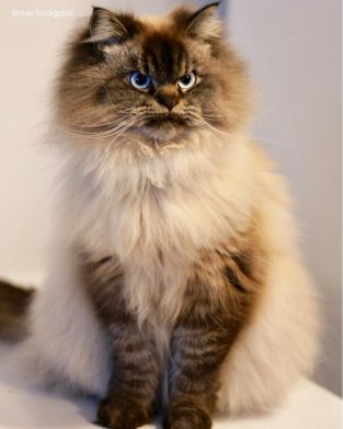 merlin ragdoll