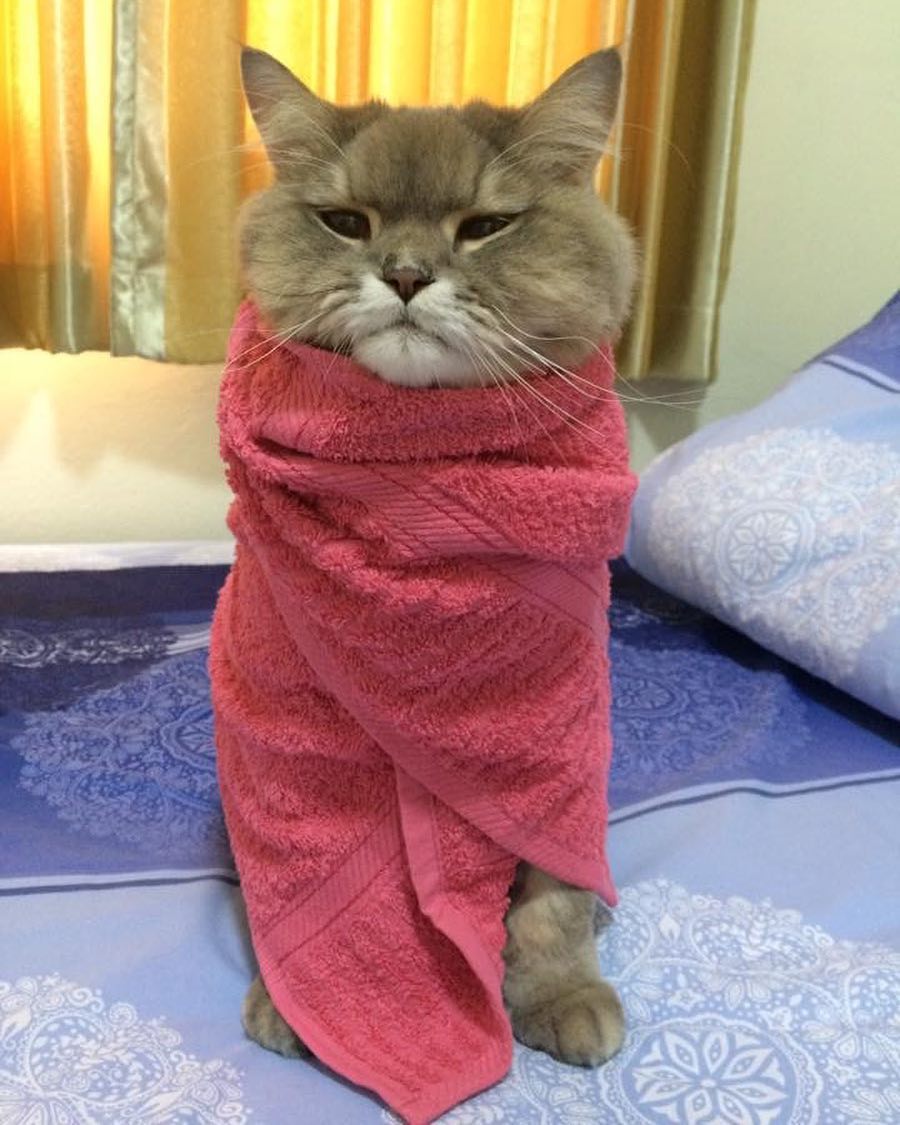 Meet Bone Bone, The Big Fluffy Cat From Thailand Who Is Going Viral On