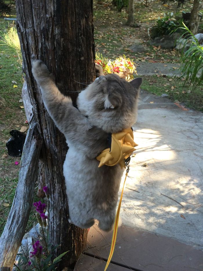 cat with backpack