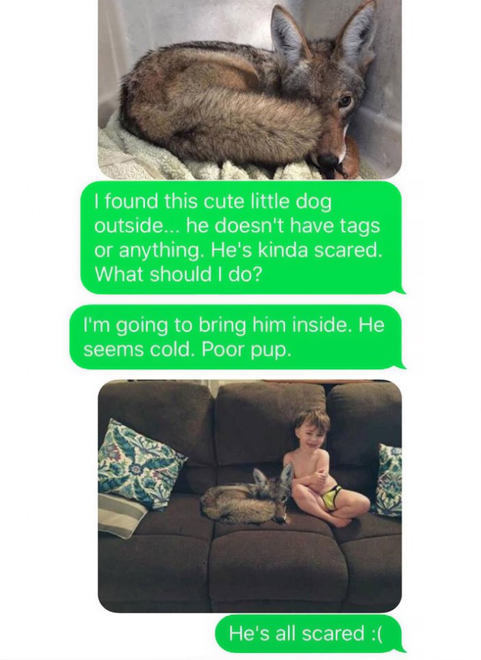 Wife Texts Husband She Brought A Cute Puppy Home, But The Photo Shows A Coyote And He Hilariously Freaks Out