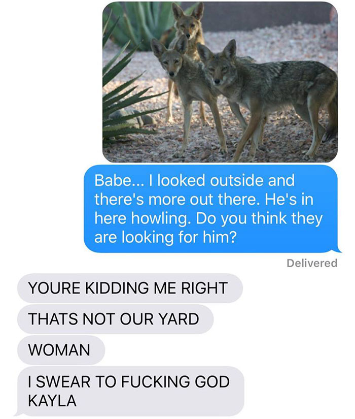 Wife Texts Husband She Brought A Cute Puppy Home, But The Photo Shows A Coyote And He Hilariously Freaks Out